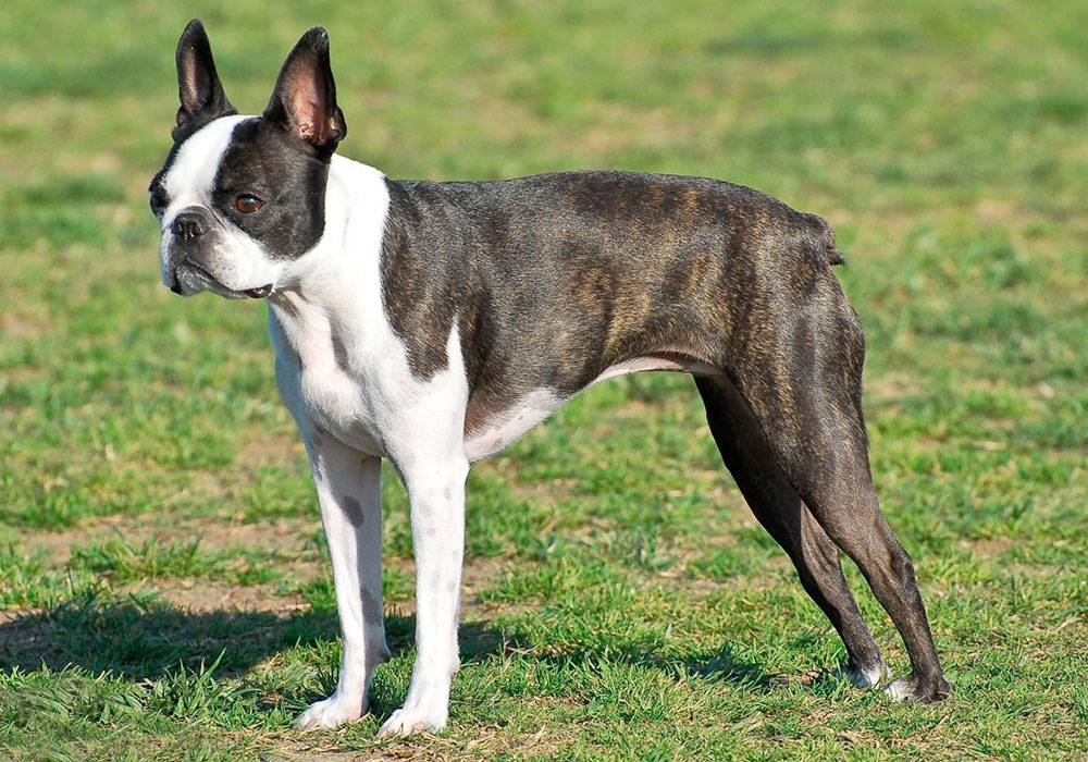 GRUPO 3 – Continuação - Boston Terrier