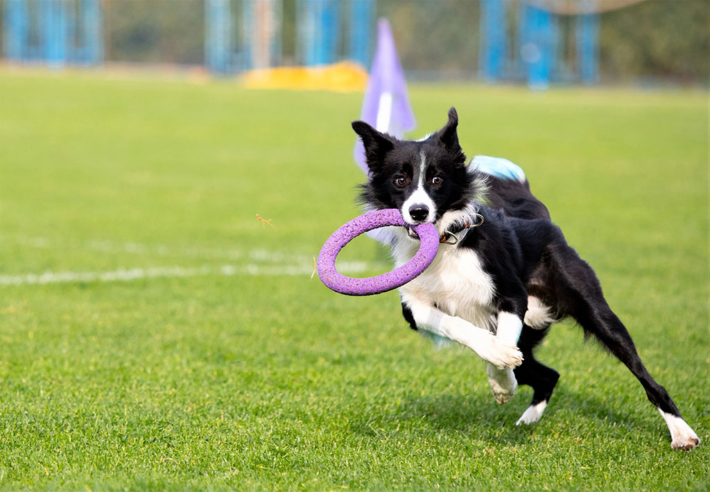 Estimule o Potencial do Seu Cão com Nosso Adestramento Personalizado